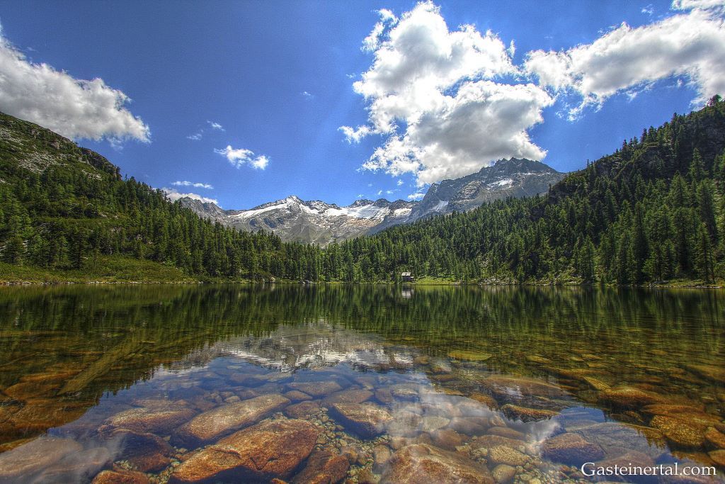 Reedsee
