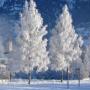 Langlaufen in Bad Hofgastein - Sportplatzloipe