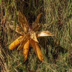 kt26_dsc_3842.jpg