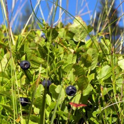 Schwarzbeeren - Heidelbeeren - Blaubeeren