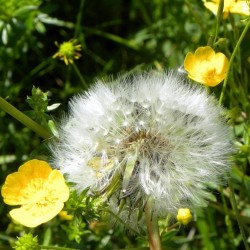 Löwenzahn und Butterblume