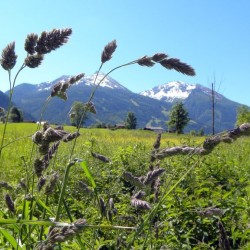 Blick zum Graukogel über die Blumenwiese