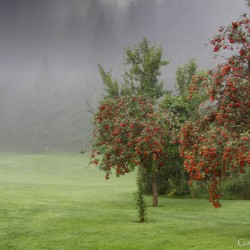 Golfplatz früh morgens