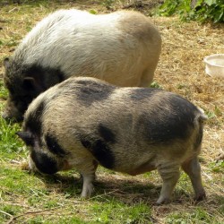 Zwergwildschweine