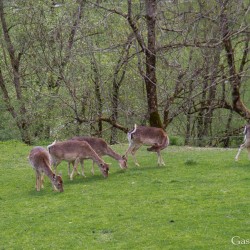 dsc_9987.jpg