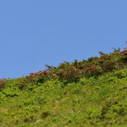 Almrosen bei der Moarhütte