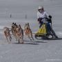 Schlittenhunderennen 2018