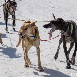 Schlittenhunderennen 2025