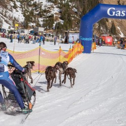 Schlittenhunderennen 2025
