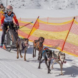 Schlittenhunderennen 2025