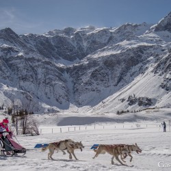 Schlittenhunderennen 2025