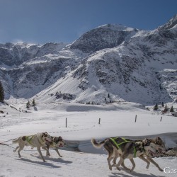 Schlittenhunderennen 2025