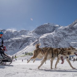 Schlittenhunderennen 2025