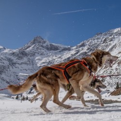 Schlittenhunderennen 2025
