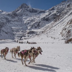 Schlittenhunderennen 2025