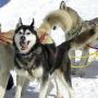 Sportgastein Alpen Trophy - internat. Schlittenhunderennen