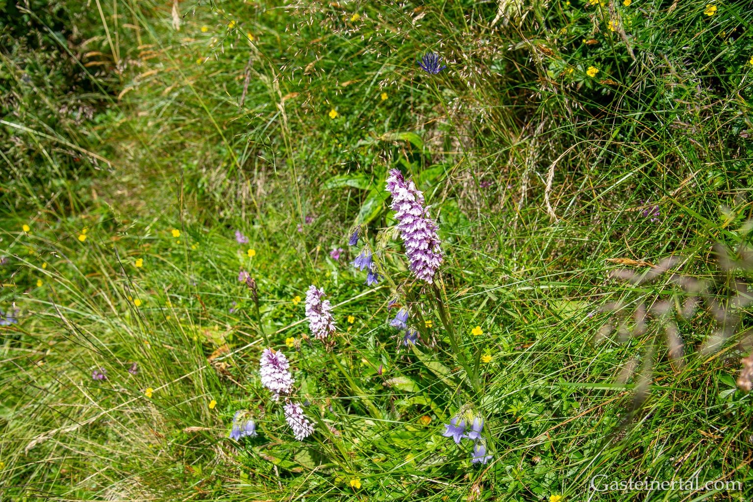 <sw26_dsc_2809.jpg