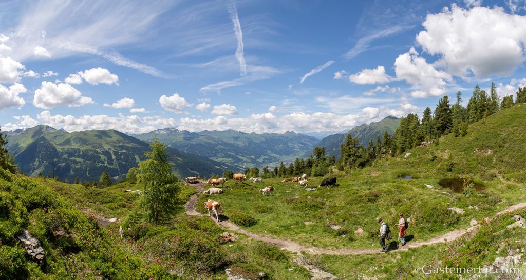 <Wanderweg im Zirbenwald in Bad Gastein
