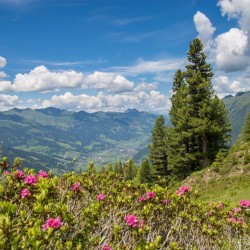 Wanderweg im Zirbenwald in Bad Gastein