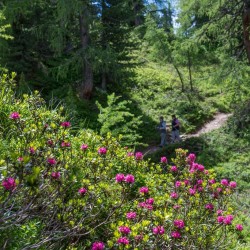 Wanderweg im Zirbenwald in Bad Gastein