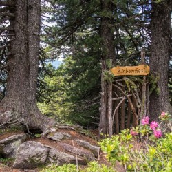 Wanderweg im Zirbenwald in Bad Gastein