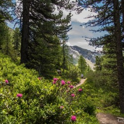 Wanderweg im Zirbenwald in Bad Gastein