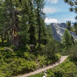 Wanderweg im Zirbenwald in Bad Gastein