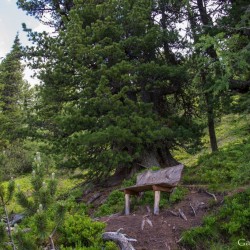 Wanderweg im Zirbenwald in Bad Gastein