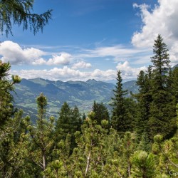 Wanderweg im Zirbenwald in Bad Gastein