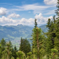 Wanderweg im Zirbenwald in Bad Gastein