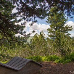 Wanderweg im Zirbenwald in Bad Gastein