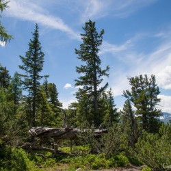 Wanderweg im Zirbenwald in Bad Gastein