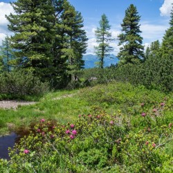 Wanderweg im Zirbenwald in Bad Gastein