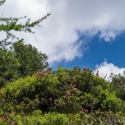 Wanderweg im Zirbenwald in Bad Gastein