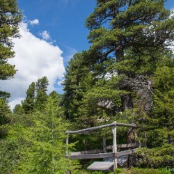 Wanderweg im Zirbenwald in Bad Gastein