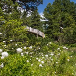 Wanderweg im Zirbenwald in Bad Gastein