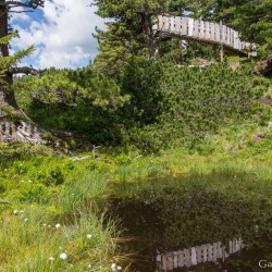 Wanderweg im Zirbenwald in Bad Gastein