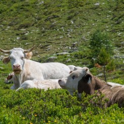 Wanderweg im Zirbenwald in Bad Gastein