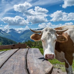 Wanderweg im Zirbenwald in Bad Gastein