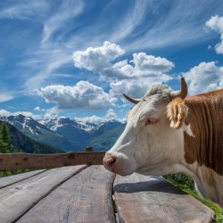 Wanderweg im Zirbenwald in Bad Gastein