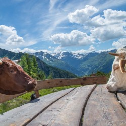 Wanderweg im Zirbenwald in Bad Gastein