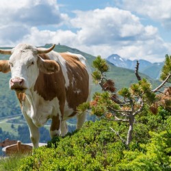 Wanderweg im Zirbenwald in Bad Gastein