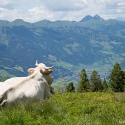 Wanderweg im Zirbenwald in Bad Gastein