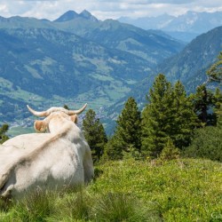 Wanderweg im Zirbenwald in Bad Gastein