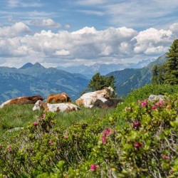 Wanderweg im Zirbenwald in Bad Gastein