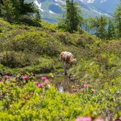 Wanderweg im Zirbenwald in Bad Gastein