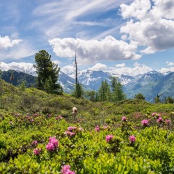 Wanderweg im Zirbenwald in Bad Gastein