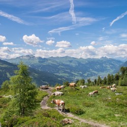 Wanderweg im Zirbenwald in Bad Gastein