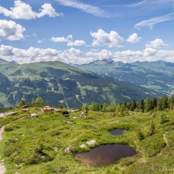 Wanderweg im Zirbenwald in Bad Gastein