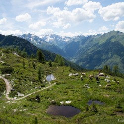 Wanderweg im Zirbenwald in Bad Gastein